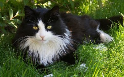 Races de chat noir et blanc à poils longs : les races et ce qu’il faut savoir
