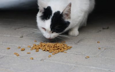 Je n’ai plus de croquettes pour mon chat : Que puis-je lui donner à manger ?