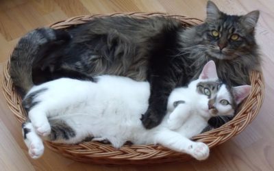 Maine Coon VS chat normal : Toutes les différences