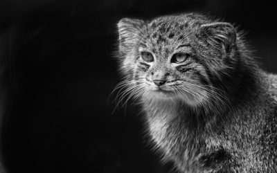 Chat de Pallas : Tout ce qu’il faut savoir sur le chat Manul