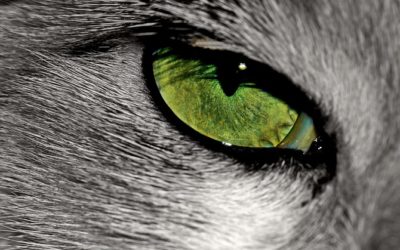 Chat aux yeux verts : Tout ce qu’il faut savoir