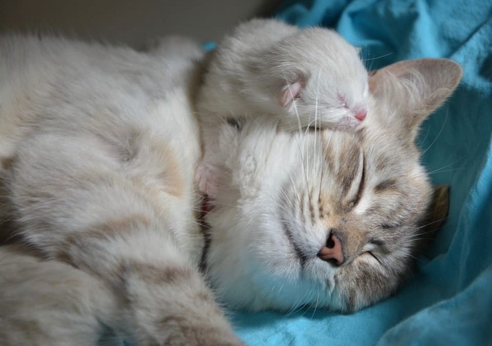 Comment savoir depuis combien de temps mon chat est enceinte ? Nature