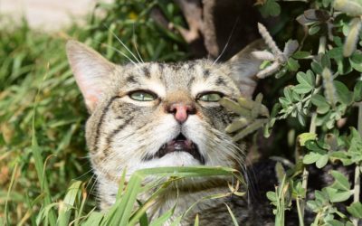 Quelles odeurs les chats détestent ?