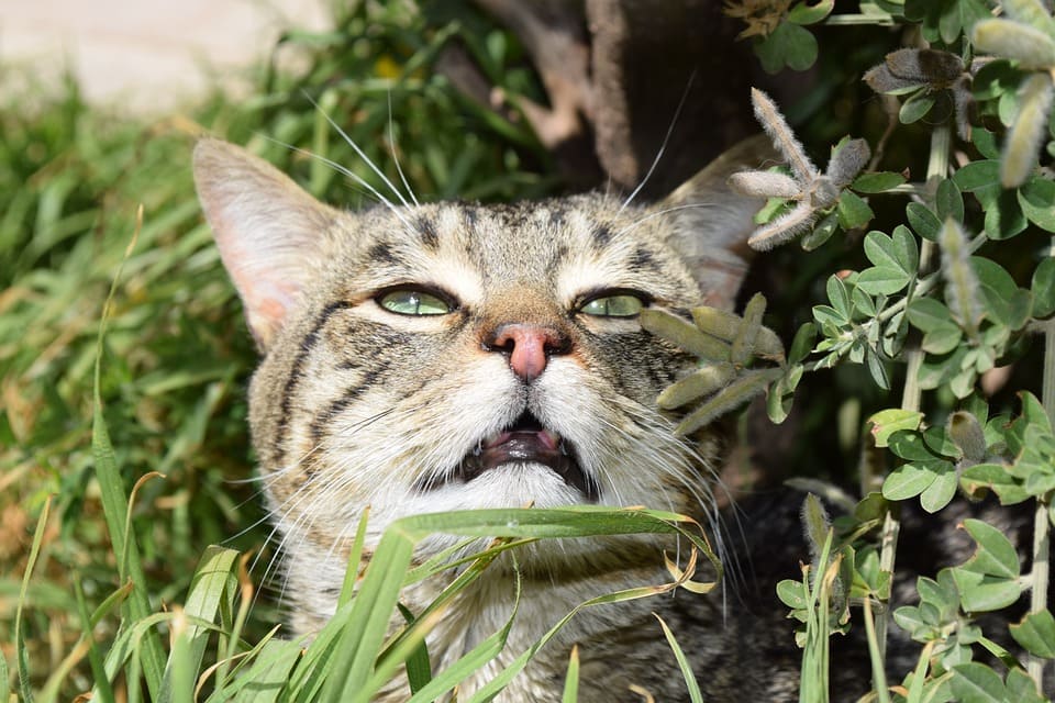 Quelles odeurs les chats détestent ?