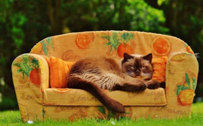 Odeur d’urine de chat sur le canapé : Pourquoi et que faire ?
