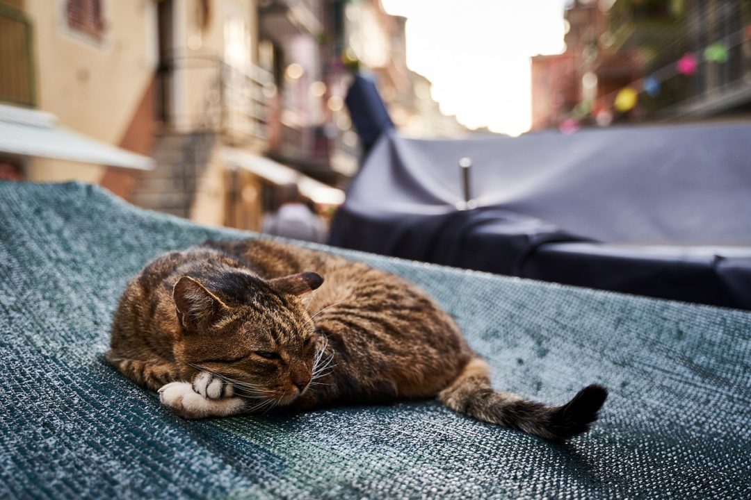 Mon chat sort un petit bout de sa langue Pourquoi et que faire ? Nature de Chat