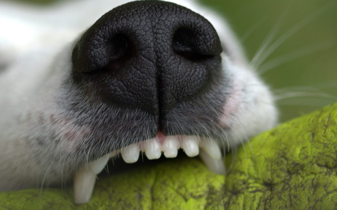 Détartrage des dents pour chien : protégez la santé bucco-dentaire de votre animal de compagnie