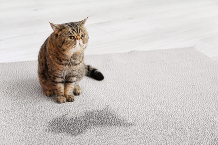 Comment réagir quand votre chat marque son territoire avec ses excréments ?