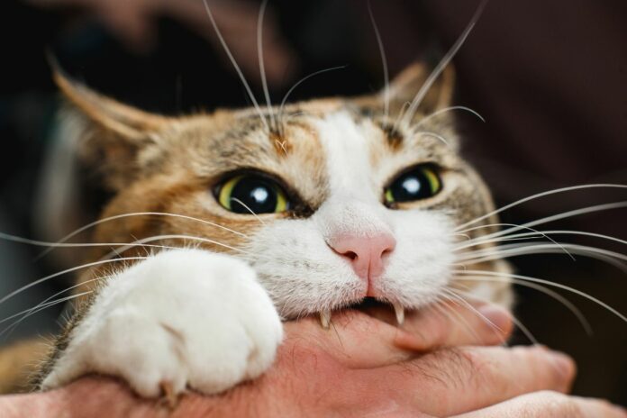 Un chat mord la main de son propriétaire.