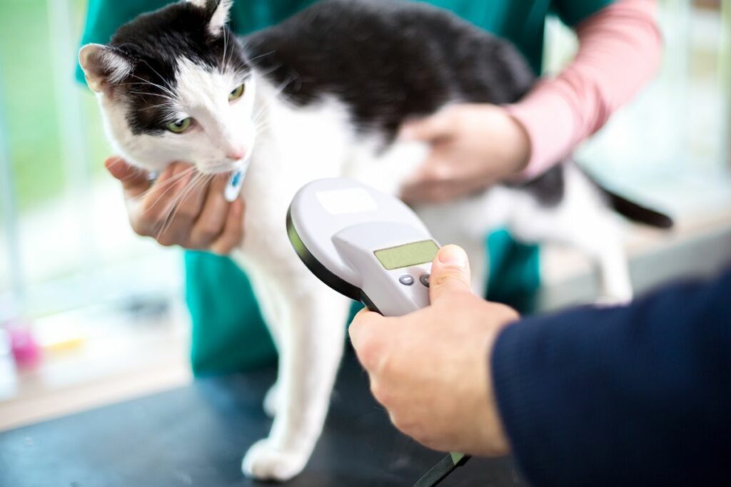 Un vétérinaire scanne la puce électronique d'un chat.