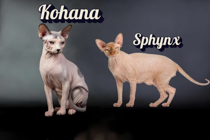 Deux chats sans poil Kohana et Sphynx