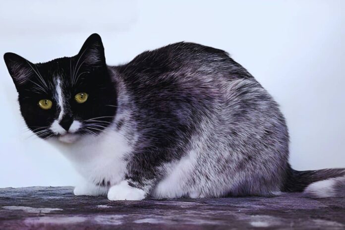Chat noir et blanc avec des yeux jaunes : Salmiak