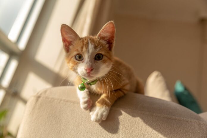 Un chaton roux avec un collier vert assis sur le canapé.