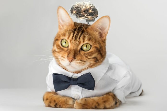 Un chat portant une chemise et un nœud papillon avec une illustration de cerveau au-dessus de sa tête.