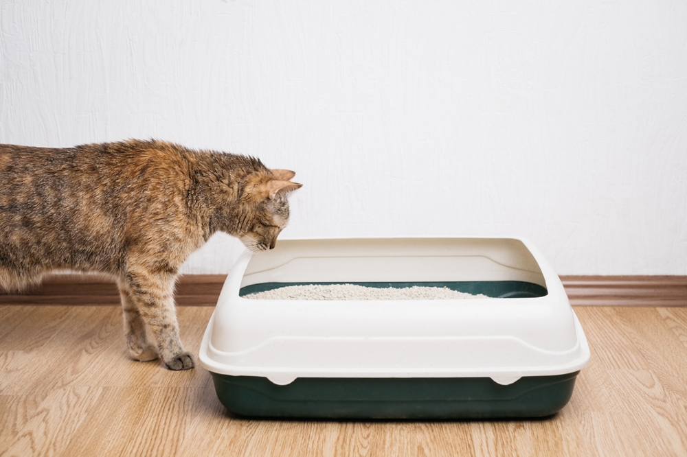 Adapter la litière aux besoins et préférences du chat