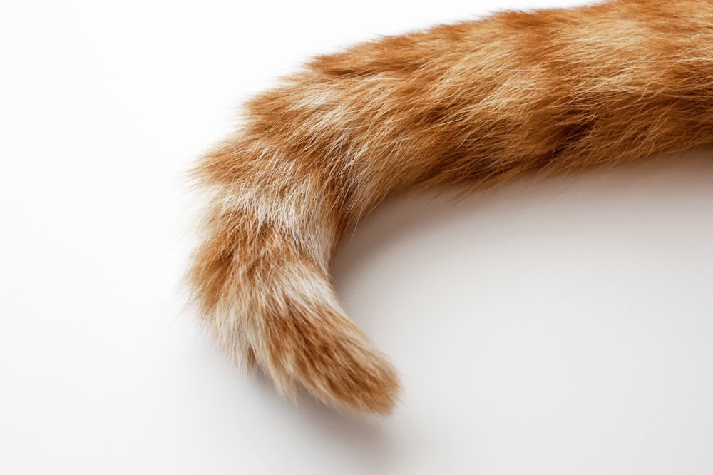 Comment soigner un chat qui perd ses poils au niveau de la queue ?