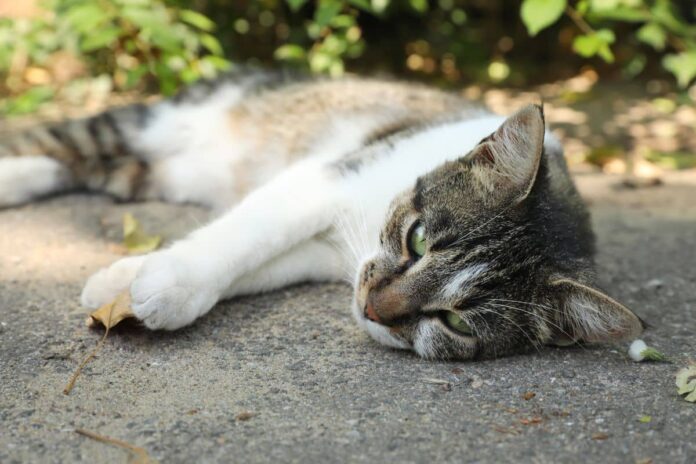 Chat tigré allongé sur le sol avec un regard fatigué.