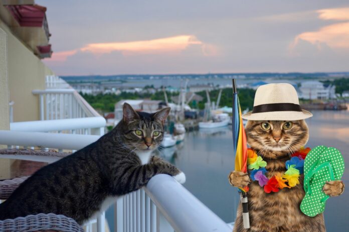 Deux chats sur un balcon avec un chat habillé en tenue de vacances.