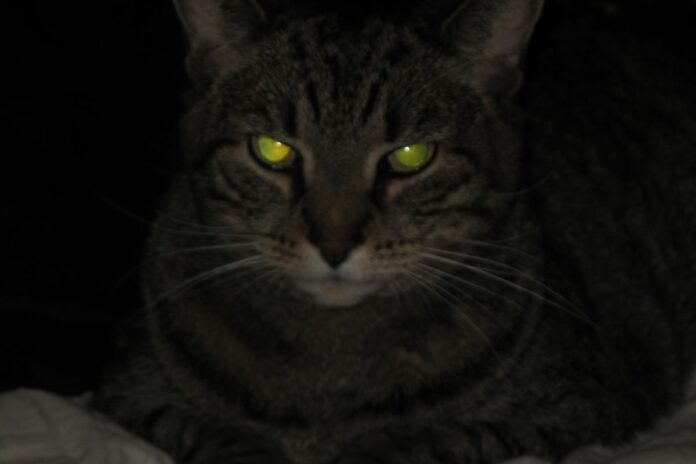 Chat avec des yeux brillants dans l'obscurité