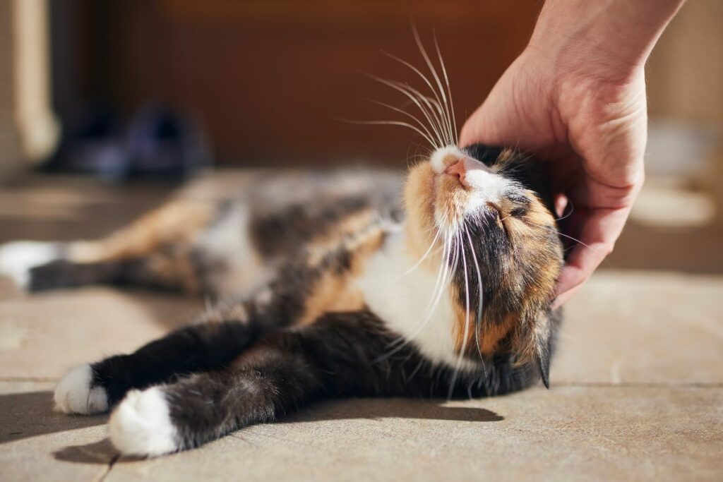 Un chat allongé est caressé sous le menton par une main humaine.