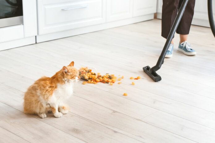 Un chat assis près d'un bol renversé de nourriture et une personne passant l'aspirateur.