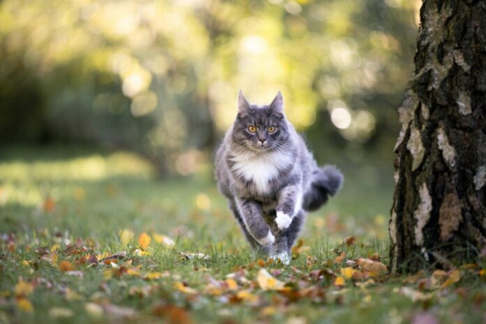 Un chat gris court dans un jardin en automne.