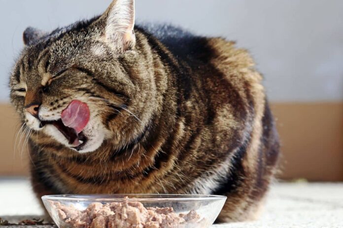 Un chat léchant ses babines devant une gamelle de nourriture.