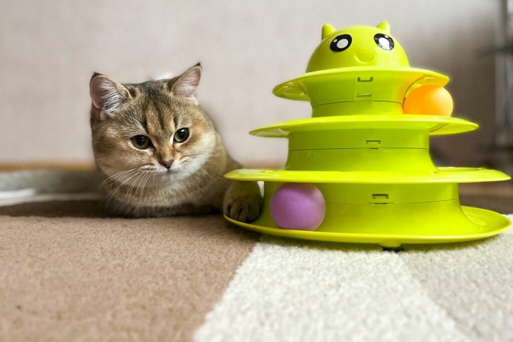 Un chat assis à côté d'un jouet en forme de pyramide avec des balles colorées.