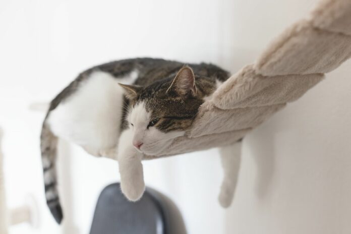 Chat allongé sur un hamac suspendu à l'intérieur de la maison.