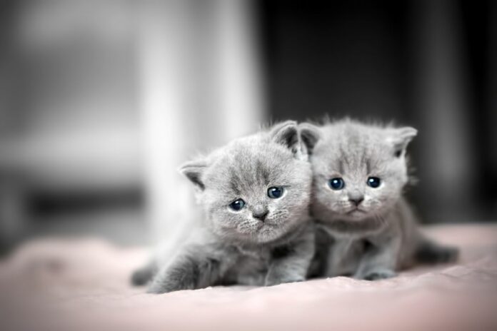Deux chatons gris aux yeux bleus allongés sur une couverture.