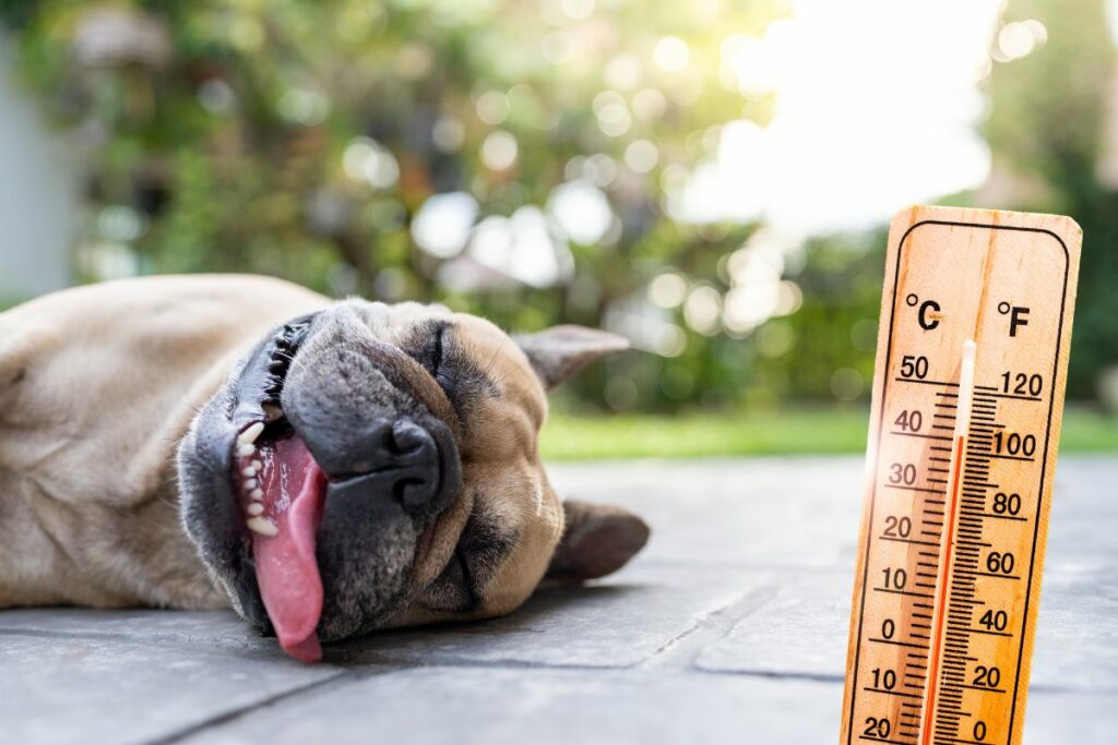 Chien allongé au sol à côté d'un thermomètre indiquant une température élevée.