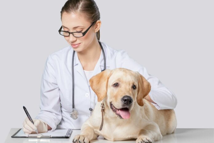 Vétérinaire écrivant sur un clipboard avec un chien heureux sur la table.