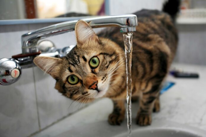 Un chat tigré avec de grands yeux verts buvant de l'eau qui coule d'un robinet.