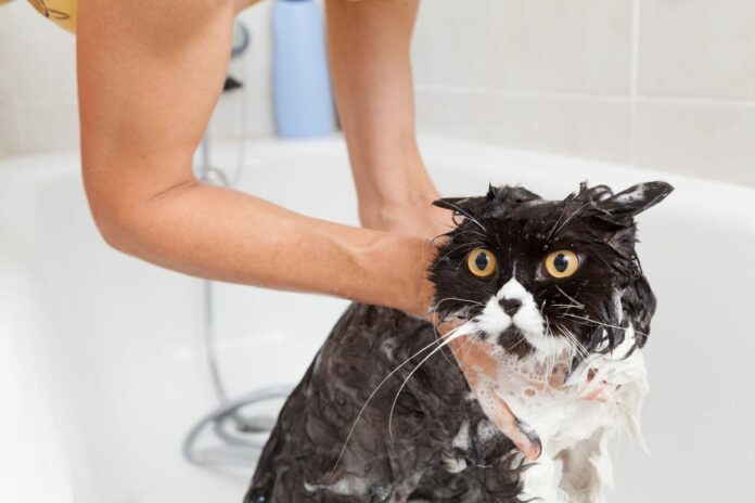 Un chat noir en train d'être lavé dans une baignoire.