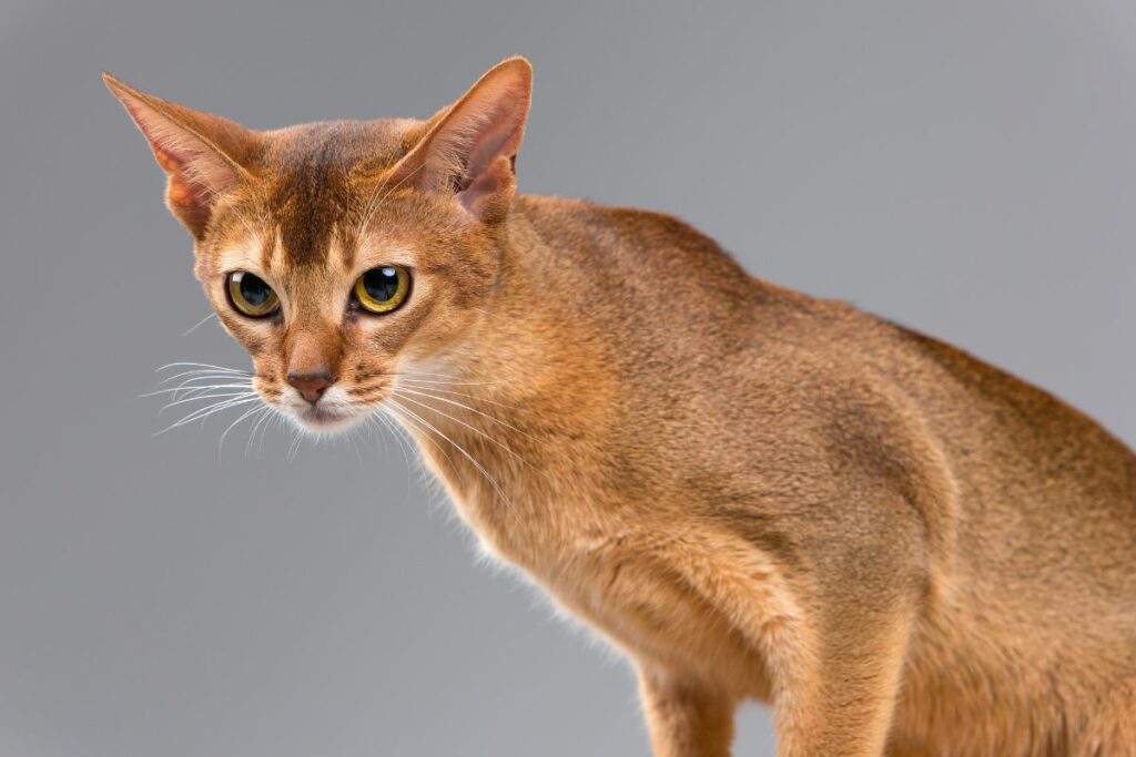 chat Abyssinnien