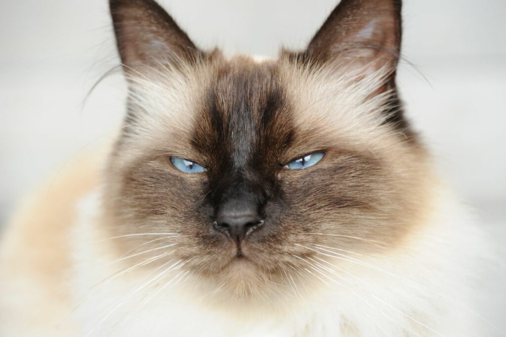 Chat Birman