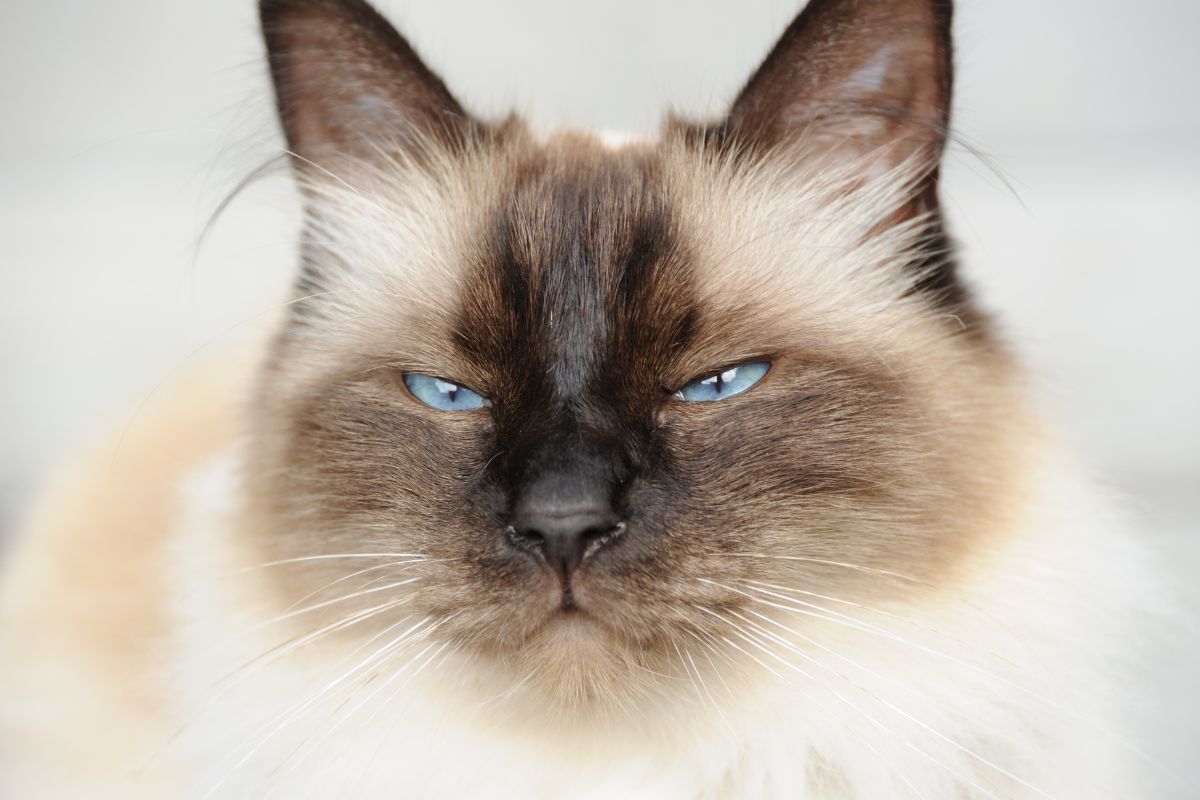 Chat Birman