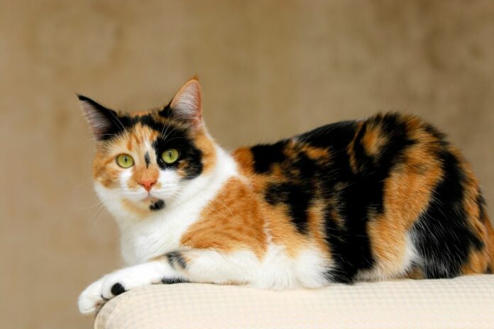 Chat Calico