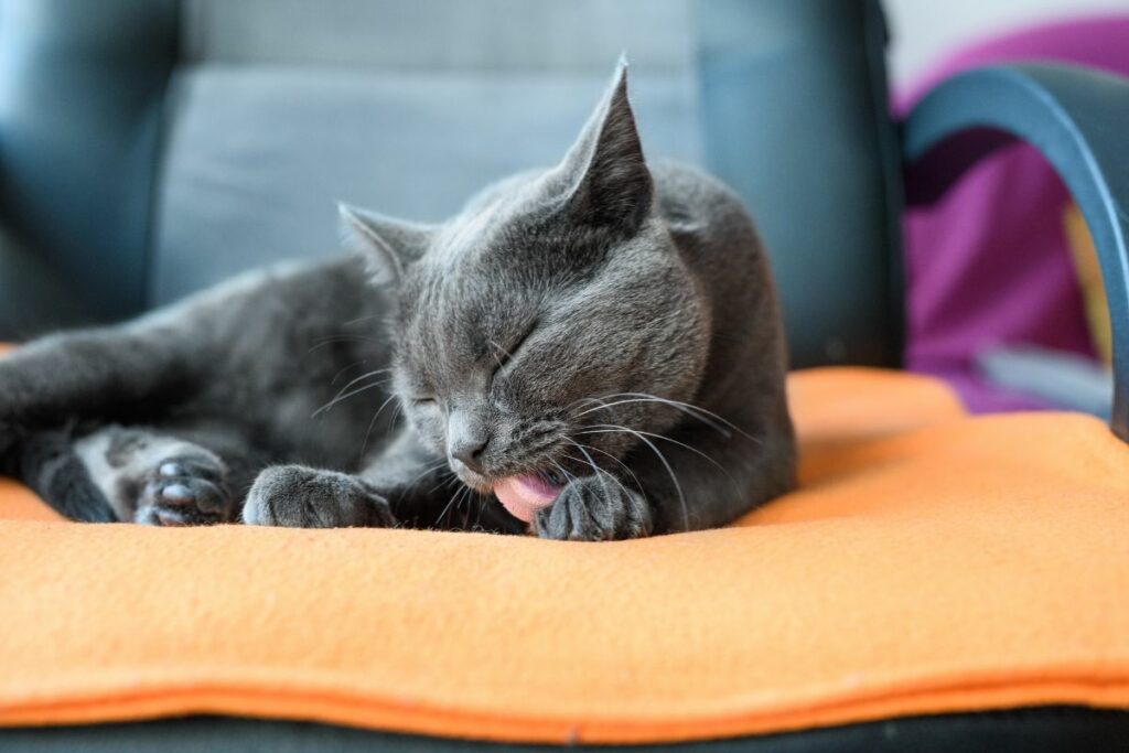 Chat Chartreux gris allongé sur une table