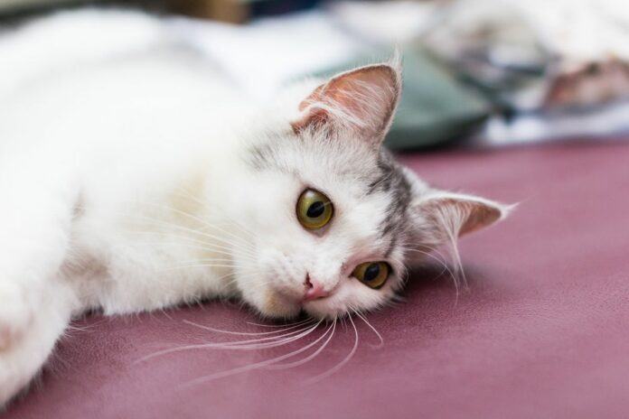 La climatisation est-elle dangereuse pour les chats