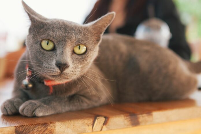 Chat Korat gris allongé sur une table