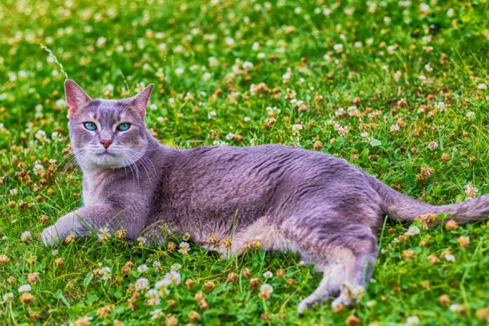 Les races de chats les plus intelligentes