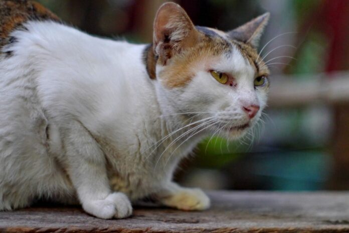 Chat assis à l'extérieur par temps chaud.