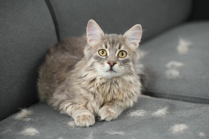 Chat couché sur un canapé avec des poils dispersés autour.