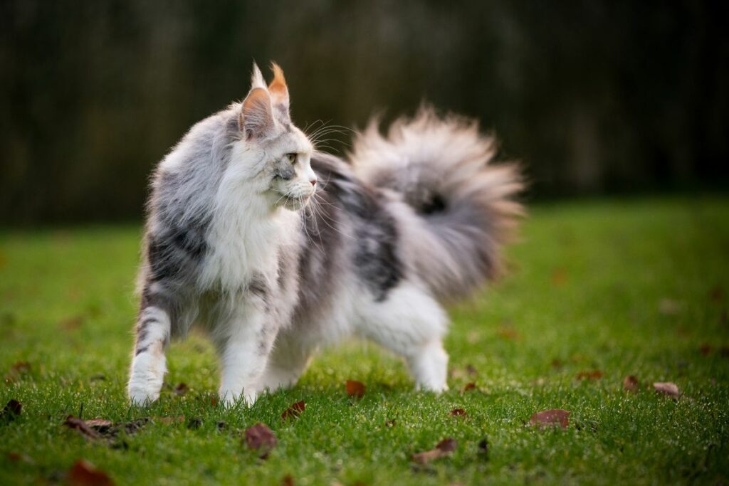 Un chat Maine Coon marchant sur l'herbe en extérieur.