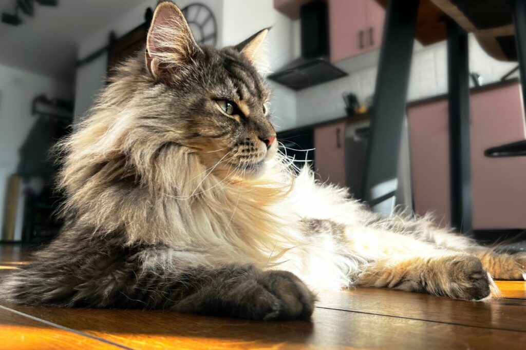 Chat Maine Coon