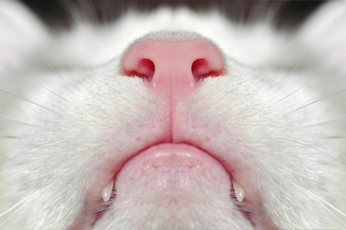 Gros plan sur le nez d'un chat blanc.