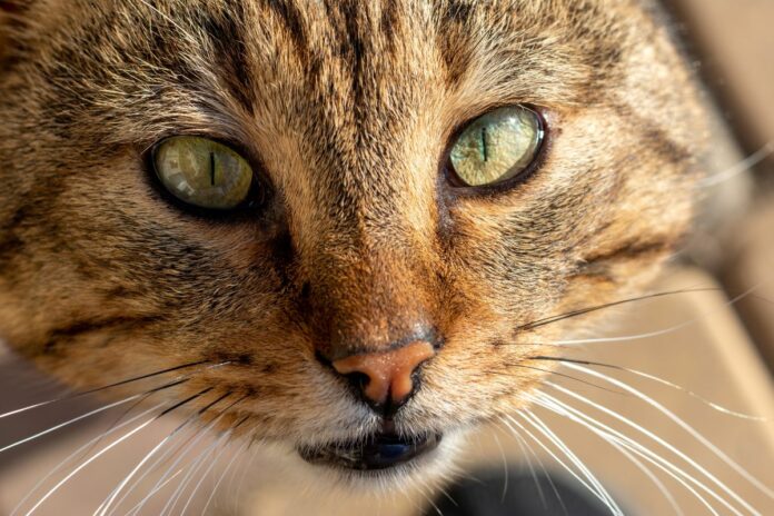 Tout ce que les chats peuvent voir, mais pas les humains