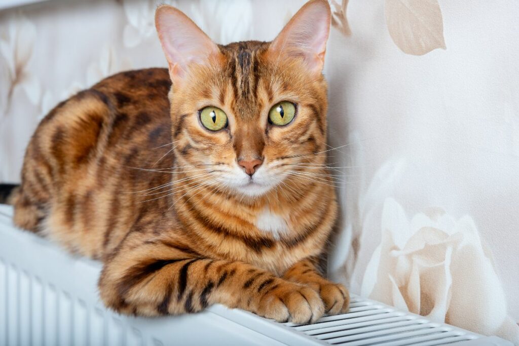 Chat Bengal