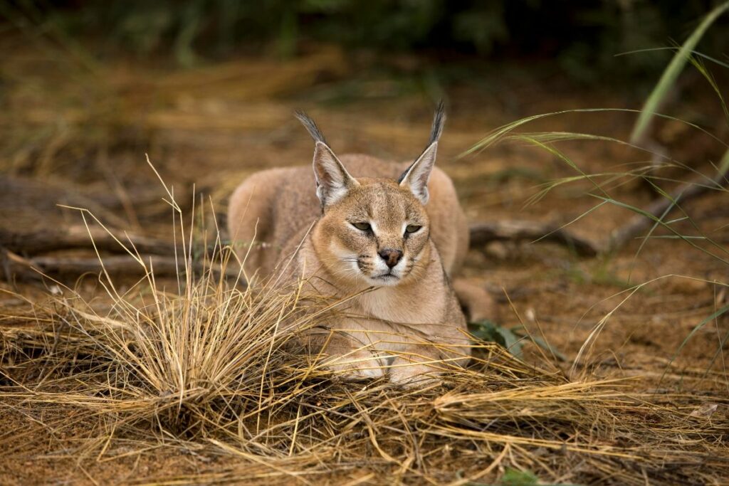 Chat Caracal